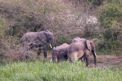 Rannalla laiduntavia elefantteja