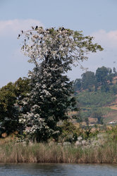 Merimetsojen puu Bunyony-järvellä